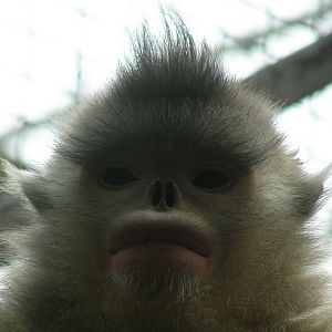 Black snub-nosed monkey / Rhinopithecus bieti (female)