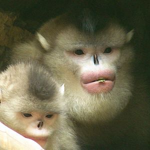 Black snub-nosed monkey / Rhinopithecus bieti (pair)