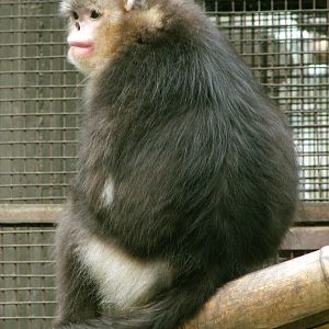 Black snub-nosed monkey / Rhinopithecus bieti (female with young)