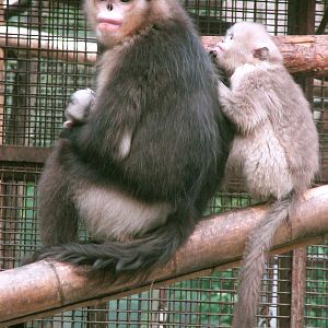 Black snub-nosed monkey / Rhinopithecus bieti (female with young)