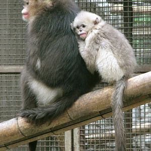 Black snub-nosed monkey / Rhinopithecus bieti (female with young)