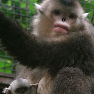 Black snub-nosed monkey / Rhinopithecus bieti (female with young)