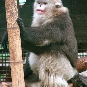 Black snub-nosed monkey / Rhinopithecus bieti (male)