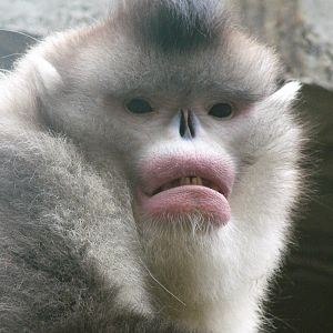 Black snub-nosed monkey / Rhinopithecus bieti (male)