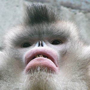 Black snub-nosed monkey / Rhinopithecus bieti  (male)