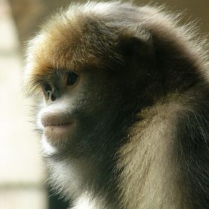 Gray snub-nosed monkey / Rhinopithecus brelichi (female)