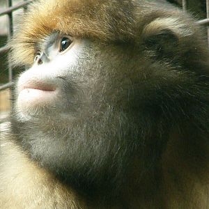 Gray snub-nosed monkey / Rhinopithecus brelichi (female)