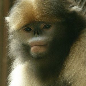 Gray snub-nosed monkey / Rhinopithecus brelichi (female)