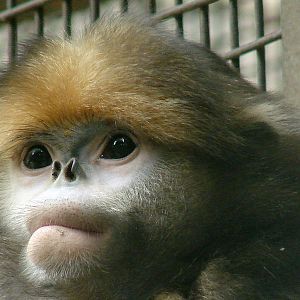 Gray snub-nosed monkey / Rhinopithecus brelichi