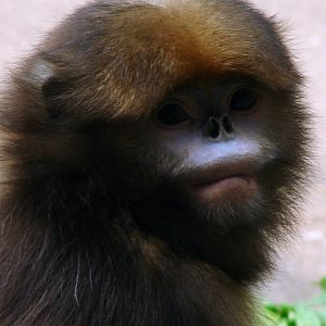 Gray snub-nosed monkey / Rhinopithecus brelichi (female)