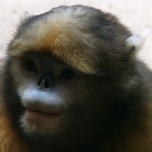 Gray snub-nosed monkey / Rhinopithecus brelichi (male)