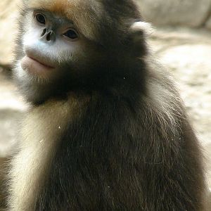 Gray snub-nosed monkey / Rhinopithecus brelichi (male)
