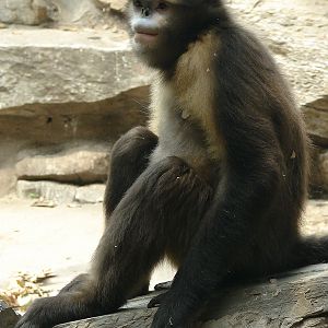 Gray snub-nosed monkey / Rhinopithecus brelichi