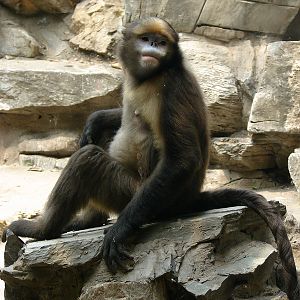 Gray snub-nosed monkey / Rhinopithecus brelichi (male)