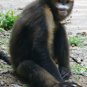 Gray snub-nosed monkey / Rhinopithecus brelichi (male)
