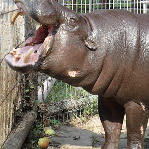Pygmy hippo begging for food