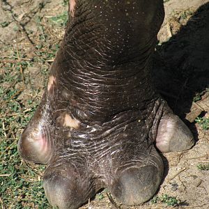 Pygmy hippo front leg