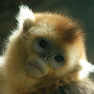 Golden snub-nosed monkey / Rhinopithecus roxellana (immature male)