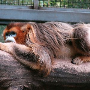 Golden snub-nosed monkey / Rhinopithecus roxellana (male)