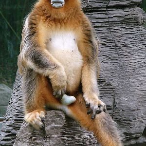Golden snub-nosed monkey / Rhinopithecus roxellana (male)