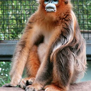 Golden snub-nosed monkey / Rhinopithecus roxellana (male)