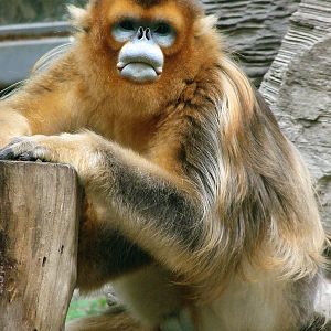 Golden snub-nosed monkey / Rhinopithecus roxellana (male)
