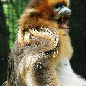 Golden snub-nosed monkey / Rhinopithecus roxellana (male)