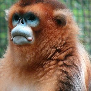 Golden snub-nosed monkey / Rhinopithecus roxellana (male)
