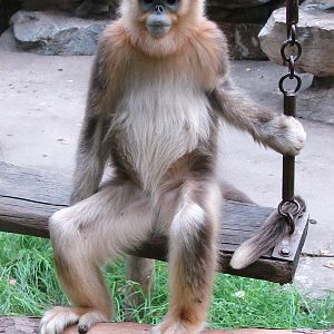 Golden snub-nosed monkey / Rhinopithecus roxellana (immature female)