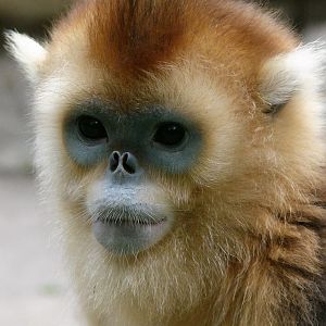 Golden snub-nosed monkey / Rhinopithecus roxellana (immature female)