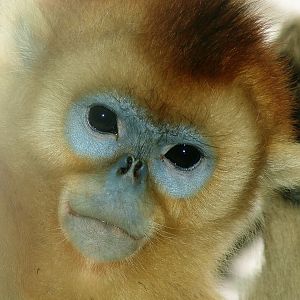 Golden snub-nosed monkey / Rhinopithecus roxellana (immature male)