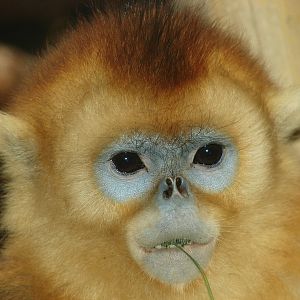 Golden snub-nosed monkey / Rhinopithecus roxellana (immature male)