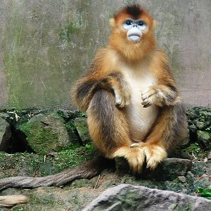 Golden snub-nosed monkey / Rhinopithecus roxellana (female)