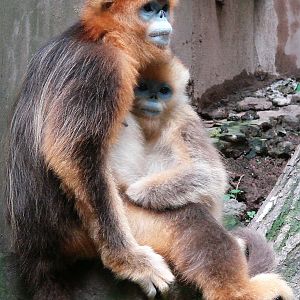 Golden snub-nosed monkey / Rhinopithecus roxellana (female with young)