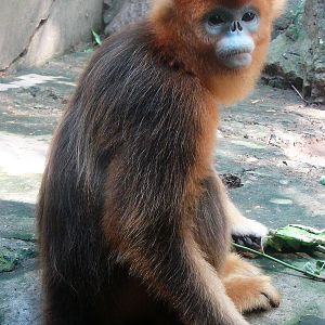 Golden snub-nosed monkey / Rhinopithecus roxellana (female)