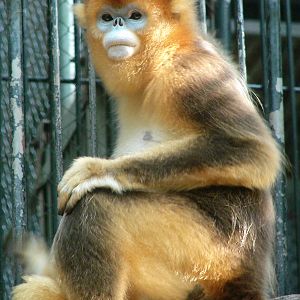 Golden snub-nosed monkey / Rhinopithecus roxellana (female)