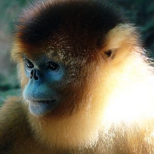 Golden snub-nosed monkey / Rhinopithecus roxellana (female)