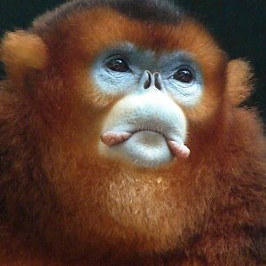 Golden snub-nosed monkey / Rhinopithecus roxellana (male)