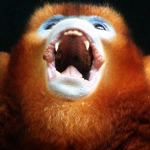 Golden snub-nosed monkey / Rhinopithecus roxellana (male)