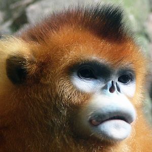 Golden snub-nosed monkey / Rhinopithecus roxellana (male)
