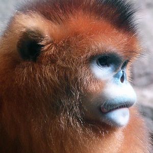 Golden snub-nosed monkey / Rhinopithecus roxellana (male)