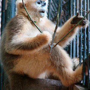 Golden snub-nosed monkey / Rhinopithecus roxellana (young)