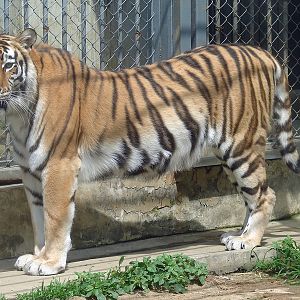 Amur Tiger / Panthera tigris altaica (female)