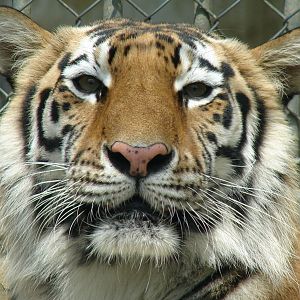 Amur Tiger / Panthera tigris altaica (female)
