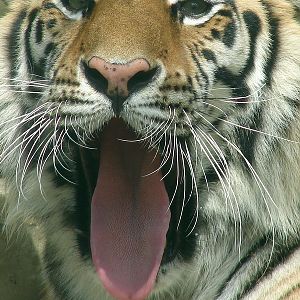 Amur Tiger / Panthera tigris altaica (female)