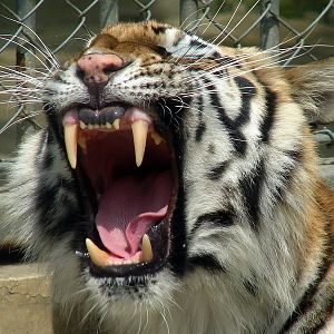 Amur Tiger / Panthera tigris altaica (female)