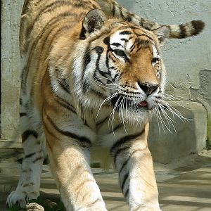 Amur Tiger / Panthera tigris altaica (male)