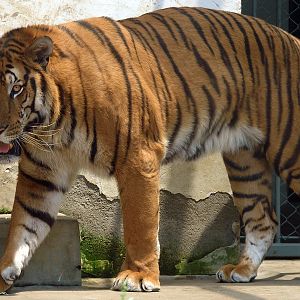 South China Tiger / Panthera tigris amoyensis (male)