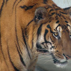 South China Tiger / Panthera tigris amoyensis (male)