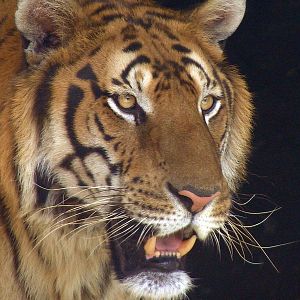 South China Tiger / Panthera tigris amoyensis (male)